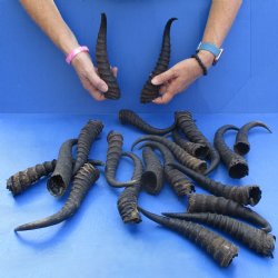 B-Grade 7" to 11" Male Springbok Horns, 20 pc - $50