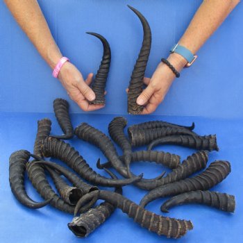 B-Grade 7" to 11" Male Springbok Horns, 20 pc - $50