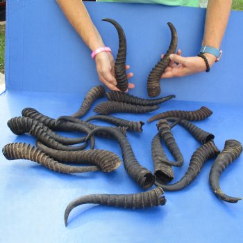 B-Grade 7" to 11" Male Springbok Horns, 20 pc - $50