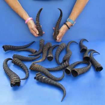 B-Grade 7" to 12" Male Springbok Horns, 20 pc - $50