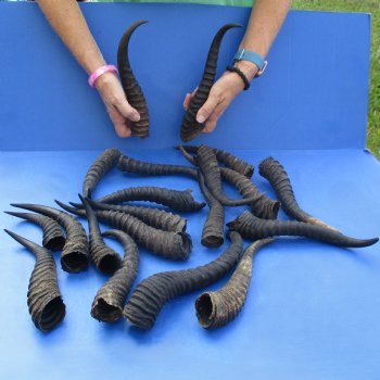 B-Grade 6" to 12" Male Springbok Horns, 20 pc - $50