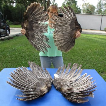 4 B-Grade, North American Turkey Wings - $40