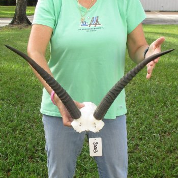 Common Reedbuck Skull Plate with 15" Horns - $45