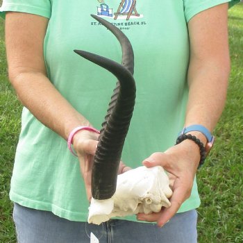 Common Reedbuck Skull Plate with 15" Horns - $45