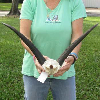 Common Reedbuck Skull Plate with 15" Horns - $45