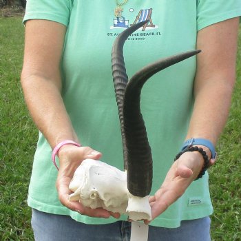 Common Reedbuck Skull Plate with 15" Horns - $45