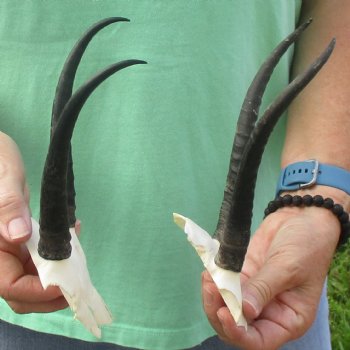 2 Female Springbok Skull Plates with 7" Horns - $35