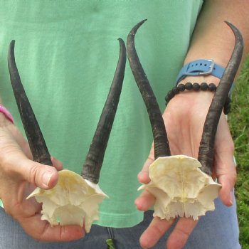 2 Female Springbok Skull Plates with 7" Horns - $35