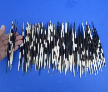 Buy these Grade B African fat porcupine quills (Semi-Cleaned) 5 to 7 inches - 100 pcs @ $80