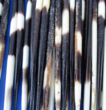 Buy these Grade B African fat porcupine quills (Semi-Cleaned) 5 to 7 inches - 100 pcs @ $80