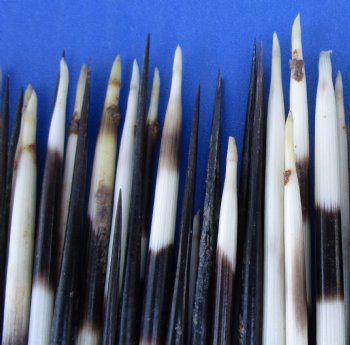 Buy these Grade B African fat porcupine quills (Semi-Cleaned) 5 to 7 inches - 100 pcs @ $80