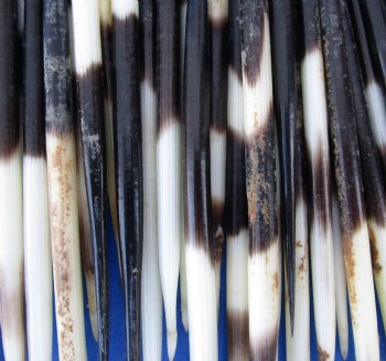 Buy these Grade B African fat porcupine quills (Semi-Cleaned) 5 to 7 inches - 100 pcs @ $80