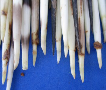 Authentic 100 piece lot of Grade B African fat porcupine quills (Semi-Cleaned) 5 to 7 inches - Buy Now for $80