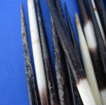 Authentic 100 piece lot of Grade B African fat porcupine quills (Semi-Cleaned) 5 to 7 inches - Buy Now for $80