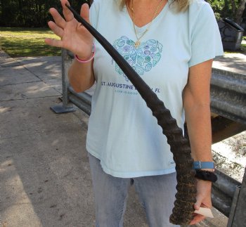 African Male Sable horn measuring 28 inches - $45