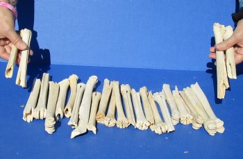 25 Damaged, Deer Leg Bones, 6" to 8" - $18