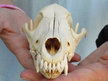 Buy Now this B-Grade 7-1/4" Coyote Skull - $23