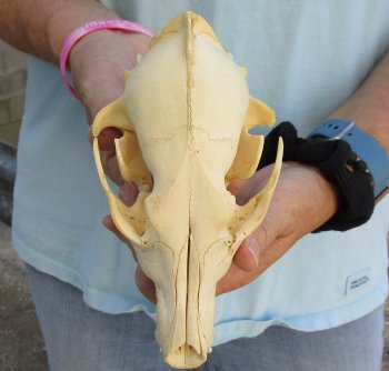 Buy Now this B-Grade 7-1/4" Coyote Skull - $23