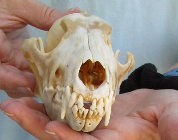 Buy Now this B-Grade 7-1/2" Coyote Skull - $23