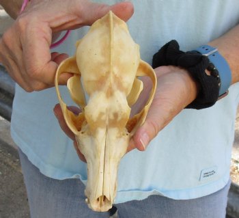 Buy Now this B-Grade 7-1/2" Coyote Skull - $23