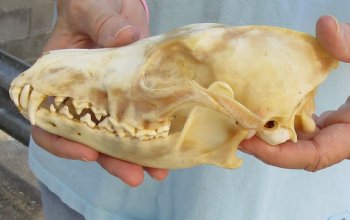 Buy Now this B-Grade 7-1/2" Coyote Skull - $23