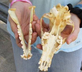 Buy Now this B-Grade 7-1/2" Coyote Skull - $23