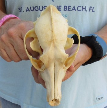 For Sale B-Grade 7-1/2" Coyote Skull - $23