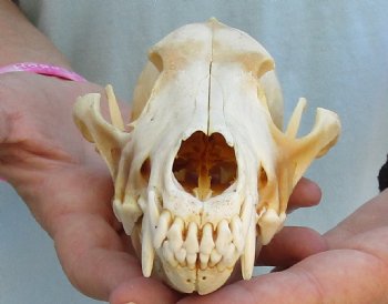 For Sale B-Grade 7-1/4" Coyote Skull - $23