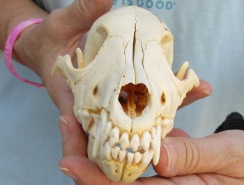 Buy Now this B-Grade 7" Coyote Skull - $23