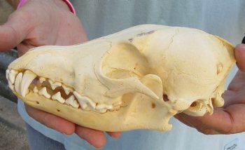 Buy Now this B-Grade 7" Coyote Skull - $23