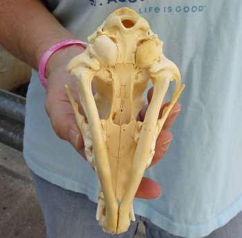 Buy Now this B-Grade 7" Coyote Skull - $23