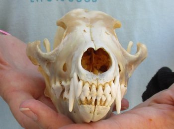 For Sale B-Grade 7-1/2" Coyote Skull - $23