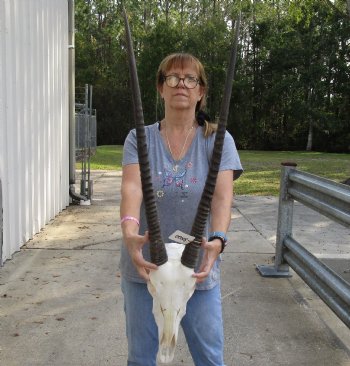 15" Gemsbok Skull with 31" Horns - $160