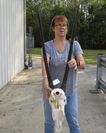 15" Gemsbok Skull with 31" Horns - $160