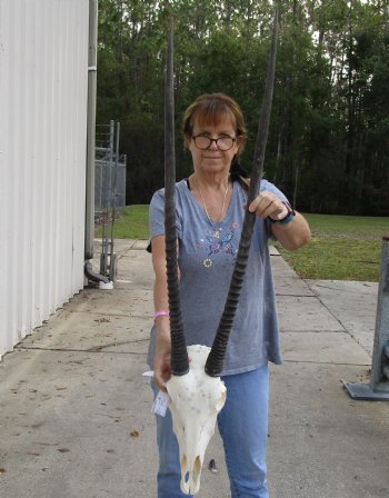 B-Grade 16" Gemsbok Skull with 37" Horns - $140