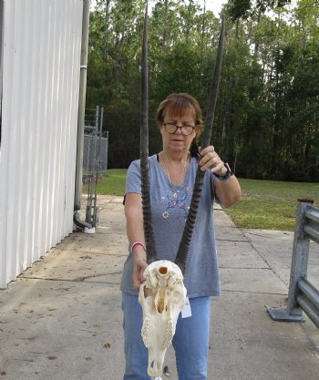 B-Grade 16" Gemsbok Skull with 37" Horns - $140