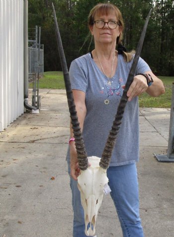 B-Grade 15" Gemsbok Skull with 30" Horns - $140