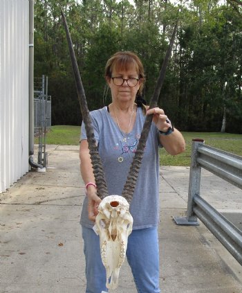 B-Grade 15" Gemsbok Skull with 30" Horns - $140