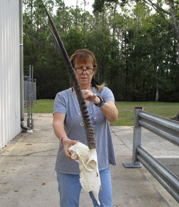 B-Grade 15" Gemsbok Skull with 30" Horns - $140