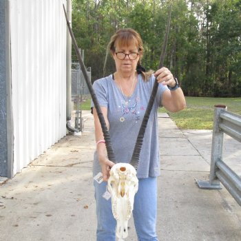 15" Gemsbok Skull with 33" Horns - $160