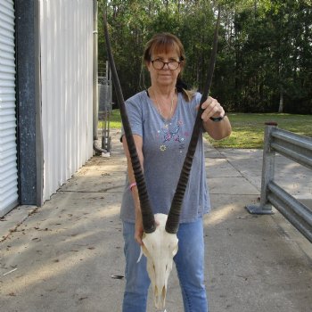 14" Gemsbok Skull with 33" Horns - $160