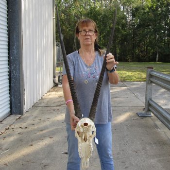 14" Gemsbok Skull with 33" Horns - $160