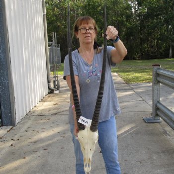 15" Gemsbok Skull with 34" Horns - $160