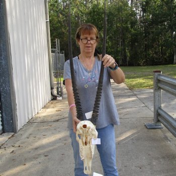 15" Gemsbok Skull with 34" Horns - $160