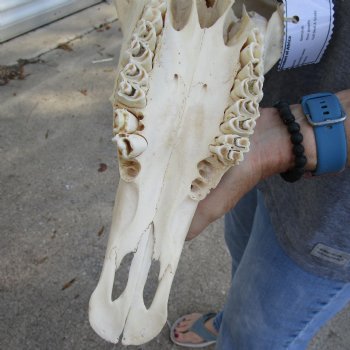 15" Gemsbok Skull with 34" Horns - $160