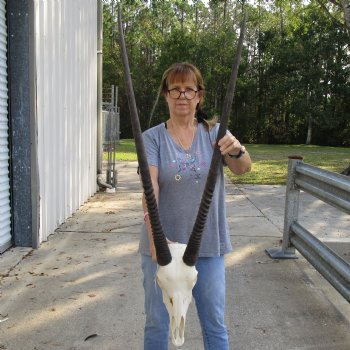 15" Gemsbok Skull with 38" Horns - $160