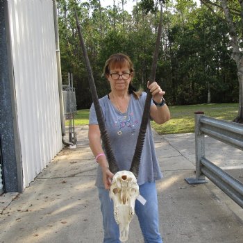 15" Gemsbok Skull with 38" Horns - $160