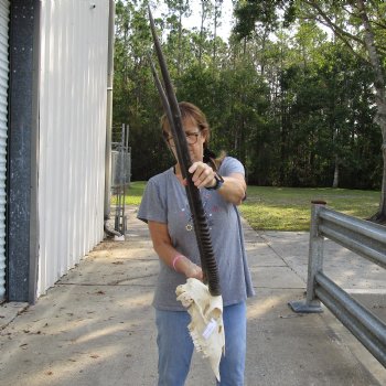 15" Gemsbok Skull with 38" Horns - $160