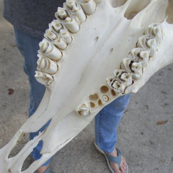 15" Gemsbok Skull with 38" Horns - $160