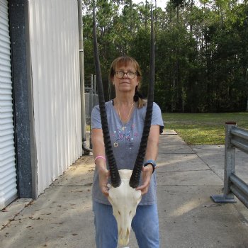 15" Gemsbok Skull with 34" Horns - $160